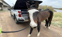  A Texas Equine Sanctuary's Heartwarming Christmas Save 