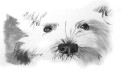 For the Love of Westies