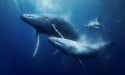  Whales accumulate MakerDAO’s MKR amid bullish forecasts 