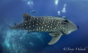  Dive into Discovery: Galapagos Shark Diving Unveils the Named Whale Sharks of 2023 