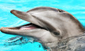 Happy's Crab Island Watersports Unveils Sunset and Dolphin Cruises in Destin, FL