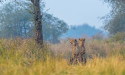 Kuno National Park Welcomes Three New Cubs: Asha, the Namibian Cheetah, Embraces Motherhood 