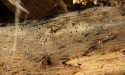 Dynamic Alliance Roofing Tackles Wildlife and Pest Control Challenges on Wisconsin’s Commercial Roofs