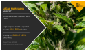 Legal Marijuana Market Opportunities: Joint Ventures and Challenges | CAGR 16.9%