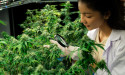 Japan Cannabis Testing Market Trends, Share, Size, Growth, Opportunity and Forecast 2024-2032