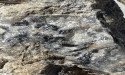 Silver Bullet Mines Assays 480 Ounces per Ton Silver (14,929 Grams/ Ton) from Vein in New Zone1