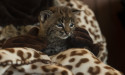 Santa Barbara Wildlife Care Network Announces New Doc