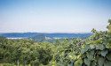 Hudson Valley Cabernet Franc Coalition Announces Signature Grape Wine Tasting Event