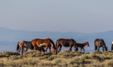 The SANE Campaign Invites the Public to Help Save America’s Native Equine