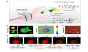 Novel method for controlling light polarization