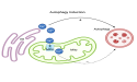 Modulation of cellular recycling by calcium ion dynamics across cellular compartments