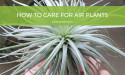  Revolutionizing Indoor Living: The Rise of Air Plants in Modern Design 
