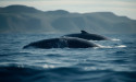  Cardano (ADA) sees declined Whale activity as investors take profits 