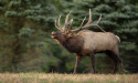  Expert Insights on Preparing and Cooking Wild Game: A Culinary Adventure with Red Deer and Elk 