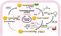  Dual-miRNA Triggered DNA Nanomachine for Breast Cancer Subtype Detection and Treatment 