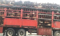 No Dogs Left Behind Evacuates Dog Meat Trade Survivors to Make Room to Rescue the Voiceless Victims Ahead of Yulin