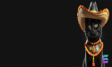 Miguel Cat's Hat-tastic Giveaway: 15,000 Sombreros to Spice Up Los Angeles, Thanks to Community Support