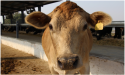 Speaking the White Truth - Building a Better World for Dairy and Farm Animals