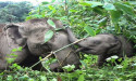 Over 200 Elephants in India Kept in Severely Inadequate Conditions, Says World Animal Protection