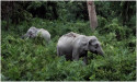 Ending Wildlife Trade will Protect the Environment; Reduce Risk of Future Pandemics like COVID-19