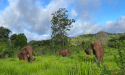  GLOBAL SANCTUARY FOR ELEPHANTS AND BROADWAY'S WATER FOR ELEPHANTS FORGE PARTNERSHIP FOR CAPTIVE ELEPHANT WELFARE 