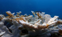  FLORIDA CORAL RESTORATION GROUPS BRACING FOR IMPACT AS FOURTH GLOBAL MASS BLEACHING EVENT ANNOUNCED 