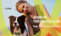 Jugbow Explores innovations in dog training 