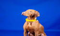 Smart Pet Collar Market May See a Big Move | Major Giants Marco Polo, Garmin, PetPace, Petsafe