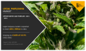  Legal Marijuana Market Size, Top Companies, Share, Growth And Forecast 2033 | CAGR 16.9% 