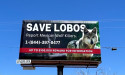  New Billboard in New Mexico Promotes $105K Reward for Information About Illegal Mexican Gray Wolf Killing 