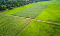 Changes in Farm and Food Production Can Cut Greenhouse Emissions by a Third
