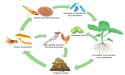 Insect Feed Market, Estimated to Reach $2.2 Billion by 2031 | Rapid Growth Projected