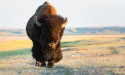 The American Bison: Decimation to Official National Mammal