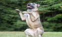 K9 Role Models: New Hampshire's Best Dog Training Company Stands Out in 2024