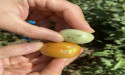  Το βιοεντομοκτόνο με βάση τα πεπτίδια έλαβε έγκριση επείγουσας χρήσης στην Κύπρο για τον έλεγχο του φυλλοβόλου ντομάτας 