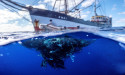 Ocean Voyages Institute Forms Partnerships with Maritime Industry and Marine Underwriters