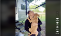Dumped Puppy's Heartwarming TikTok Journey: Melting Millions