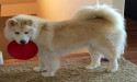 VetStem Cell Therapy Improves Quality of Life for Dog with Hip Arthritis