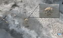 3D Drone Modelling DJI Terra Revolutionises Penguin Conservation Efforts Supported By Coptrz