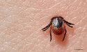 Lyme Disease Epidemic: Wondercide Shares Why Tick Awareness is More Crucial Than Ever