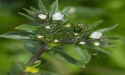 Australia, Brazil, Turkey & Malaysia Show Next Era for Plant-Based Omegas is Underway