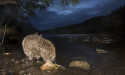 Three Quarters Of Scots Want More Beaver Reintroductions – But Government Agencies ‘Go Slow’ Despite Beaver Deaths
