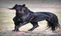 Wild Horses, Wolves And Wrongdoing in Wyoming