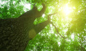 After a Disastrous Spring for Many, the Wisdom and Uplifting Words of a Psychotherapist Can Bring Light
