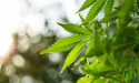  Canopy Growth just proposed stock sale: find out more 