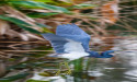  Tesoro Club, with Acres of Natural Preserves and Open Spaces, is a Treasure Coast Haven for Birding and Wildlife 