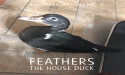 “Feathers the House Duck” Returns with Stunning New Illustrations