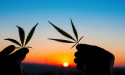 South Africa becomes first African nation to legalize marijuana