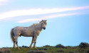 Online Protest With Jim Brown Underway Opposing Bureau of Land Management Removal of North Lander Wild Horses