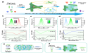 When QDs Meet BPLCEs: Visualized Full-Color and Mechanically-Switchable CPL
